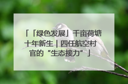 「绿色发展」千亩荷塘 十年新生｜四任航空村官的“生态接力”