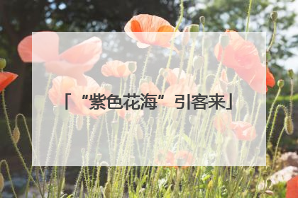“紫色花海”引客来