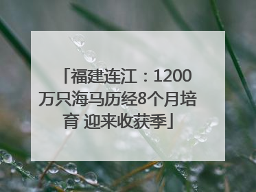 福建连江：1200万只海马历经8个月培育 迎来收获季