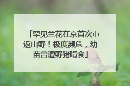 罕见兰花在京首次重返山野！极度濒危，幼苗曾遭野猪啃食