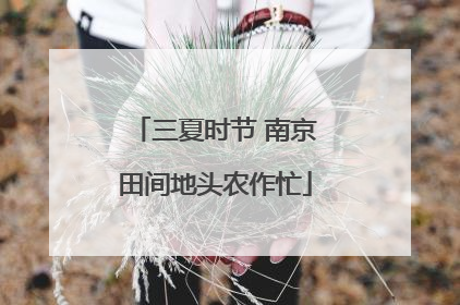 三夏时节 南京田间地头农作忙