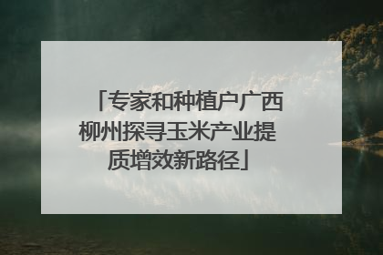 专家和种植户广西柳州探寻玉米产业提质增效新路径