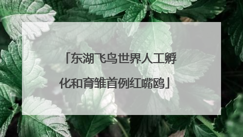 东湖飞鸟世界人工孵化和育雏首例红嘴鸥