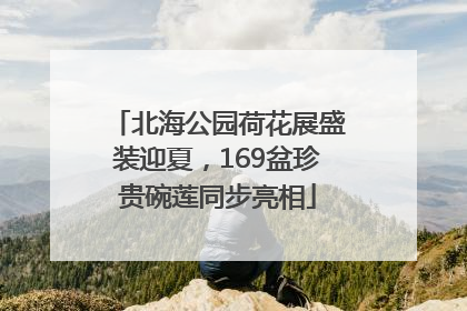 北海公园荷花展盛装迎夏，169盆珍贵碗莲同步亮相