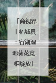 商视界丨柘城县：容湖湿地葵花竞相绽放