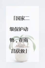 国家二级保护动物，在南昌获救