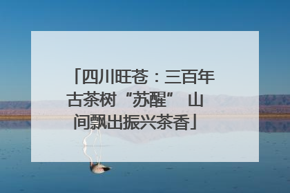 四川旺苍：三百年古茶树“苏醒” 山间飘出振兴茶香