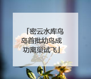 密云水库鸟岛首批幼鸟成功离巢试飞
