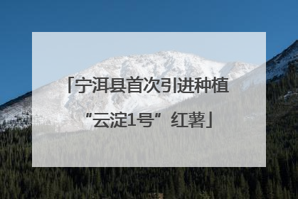 宁洱县首次引进种植“云淀1号”红薯