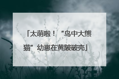 太萌啦！“鸟中大熊猫”幼崽在黄陂破壳