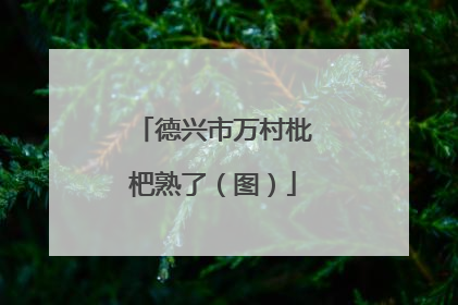 德兴市万村枇杷熟了（图）