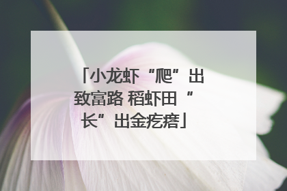 小龙虾“爬”出致富路 稻虾田“长”出金疙瘩