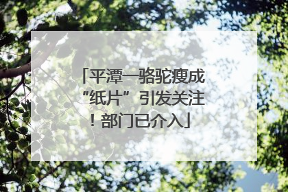平潭一骆驼瘦成“纸片”引发关注！部门已介入