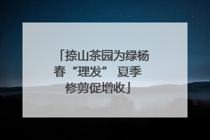 捺山茶园为绿杨春“理发” 夏季修剪促增收