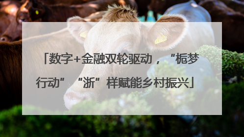 数字+金融双轮驱动，“栀梦行动”“浙”样赋能乡村振兴