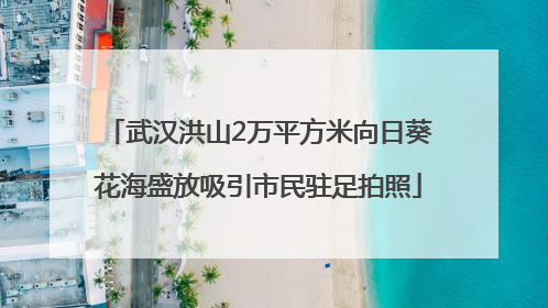 武汉洪山2万平方米向日葵花海盛放吸引市民驻足拍照