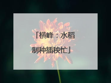 横峰：水稻制种插秧忙