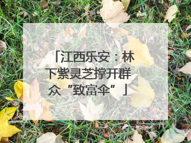 江西乐安：林下紫灵芝撑开群众“致富伞”