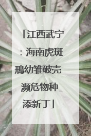江西武宁：海南虎斑鳽幼雏破壳 濒危物种添新丁