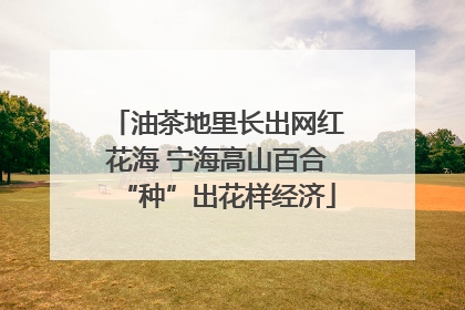 油茶地里长出网红花海 宁海高山百合“种”出花样经济