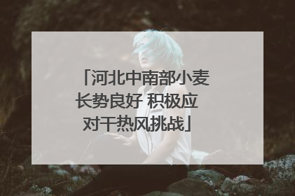 河北中南部小麦长势良好 积极应对干热风挑战