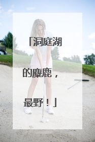 洞庭湖的麋鹿，最野！