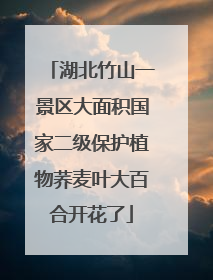 湖北竹山一景区大面积国家二级保护植物荞麦叶大百合开花了