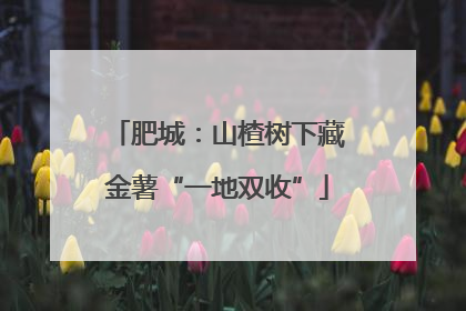 肥城：山楂树下藏金薯“一地双收”