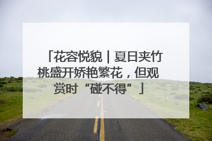 花容悦貌｜夏日夹竹桃盛开娇艳繁花，但观赏时“碰不得”