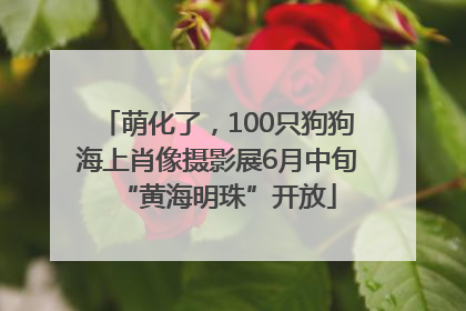 萌化了，100只狗狗海上肖像摄影展6月中旬“黄海明珠”开放
