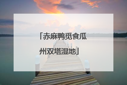 赤麻鸭觅食瓜州双塔湿地