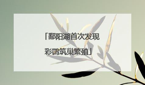 鄱阳湖首次发现彩鹮筑巢繁殖