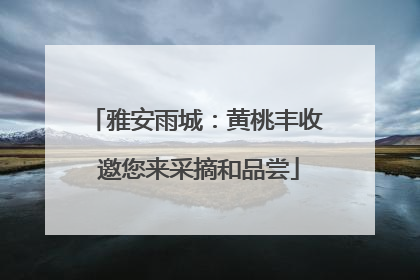 雅安雨城：黄桃丰收 邀您来采摘和品尝