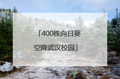 400株向日葵空降武汉校园