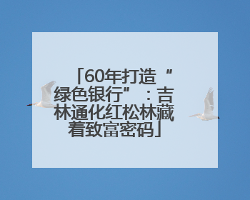 60年打造“绿色银行”：吉林通化红松林藏着致富密码