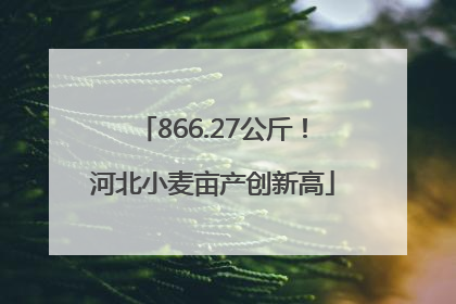 866.27公斤！河北小麦亩产创新高